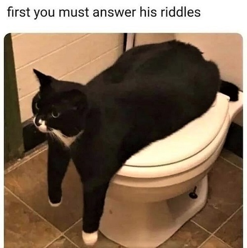 cat g toilet.jpg